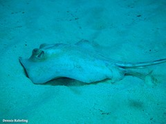Dasyatis tortonesei