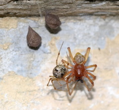 Parasteatoda lunata
