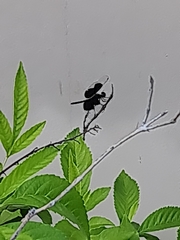 Neurothemis tullia