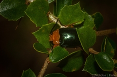 Lamprolina simillima