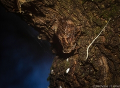 Cotylana angustifrons