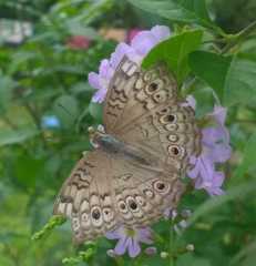Junonia atlites