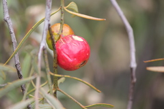 Elaeocarpaceae