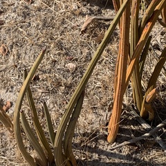 Dracaena pearsonii image