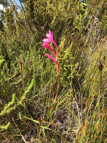 Image of Dwarf Watsonia (Watsonia coccinea) by (c) Caroline Voget, some rights reserved (CC BY)