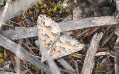 Dichromodes cirrhoplaca