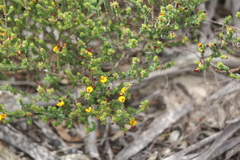 Pultenaea densifolia