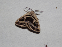 Cometaster pyrula