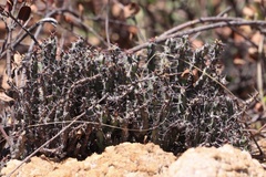 Euphorbia schinzii