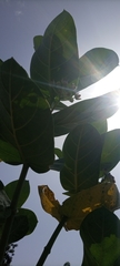 Calotropis procera