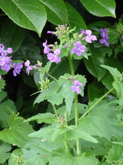 Lunaria annua