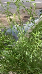 Lepidium bonariense