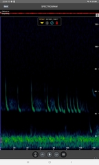 Pipistrellus nathusii
