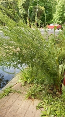 Lepidium bonariense