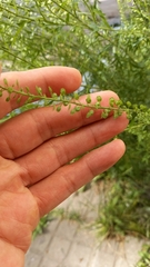 Lepidium bonariense