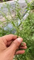 Lepidium bonariense