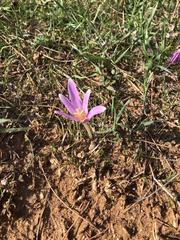 Colchicum longifolium