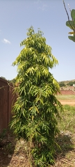 Magnoliopsida