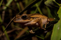 Polypedates leucomystax