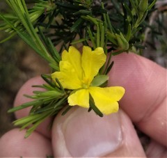 Hibbertia stricta