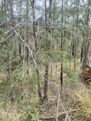 Allocasuarina torulosa