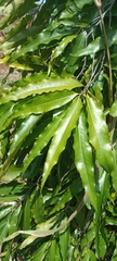 Magnoliopsida