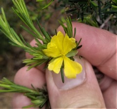 Hibbertia stricta