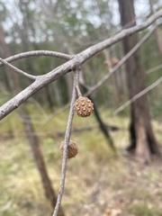 Allocasuarina torulosa