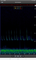 Pipistrellus nathusii