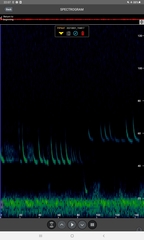 Pipistrellus nathusii