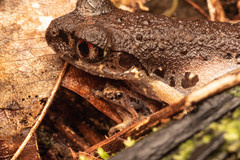 Microhyla nepenthicola