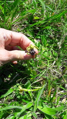 Ophrys vasconica