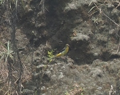 Motacilla cinerea