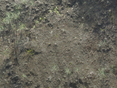 Motacilla cinerea