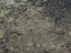 Motacilla cinerea