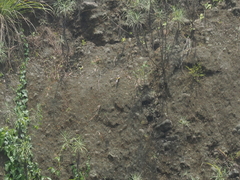 Motacilla cinerea