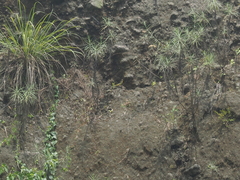 Motacilla cinerea