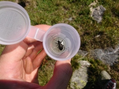 Carabus carinthiacus