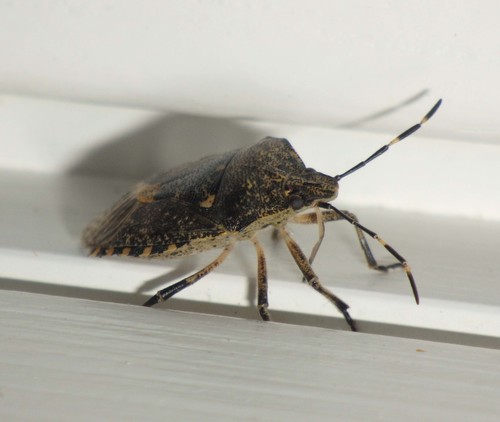 Mottled Stink Bug photo 4