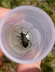 Carabus carinthiacus