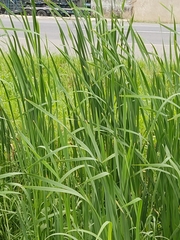 Liliopsida