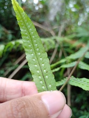 Goniophlebium persicifolium