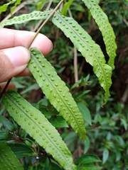 Goniophlebium persicifolium
