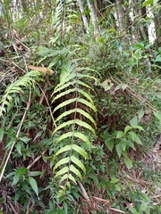 Goniophlebium persicifolium