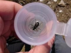 Carabus carinthiacus