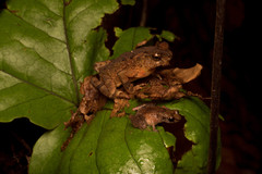 Ingerophrynus divergens