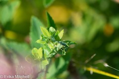 Dasineura salicifoliae
