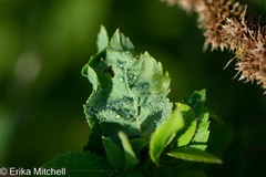 Dasineura salicifoliae
