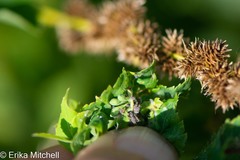 Dasineura salicifoliae