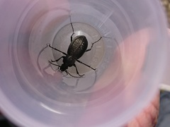 Carabus carinthiacus